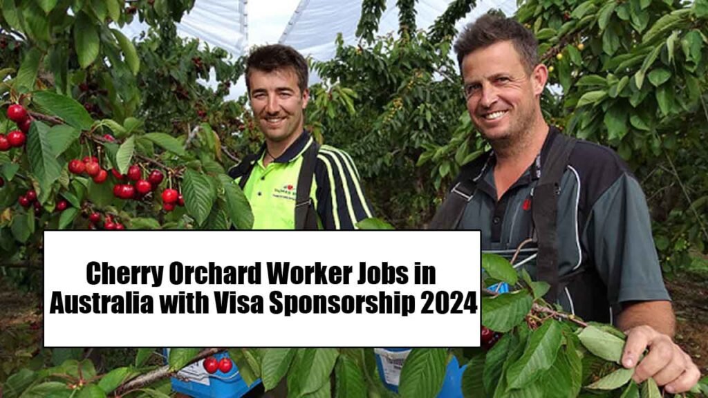 Cherry Orchard Worker Jobs in Australia with Visa Sponsorship 2024