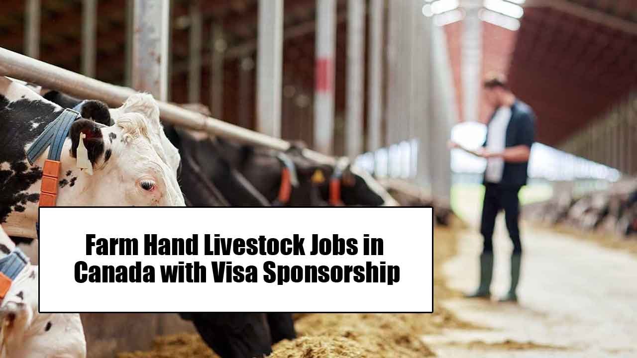 Farm Hand Livestock Jobs in Canada with Visa Sponsorship