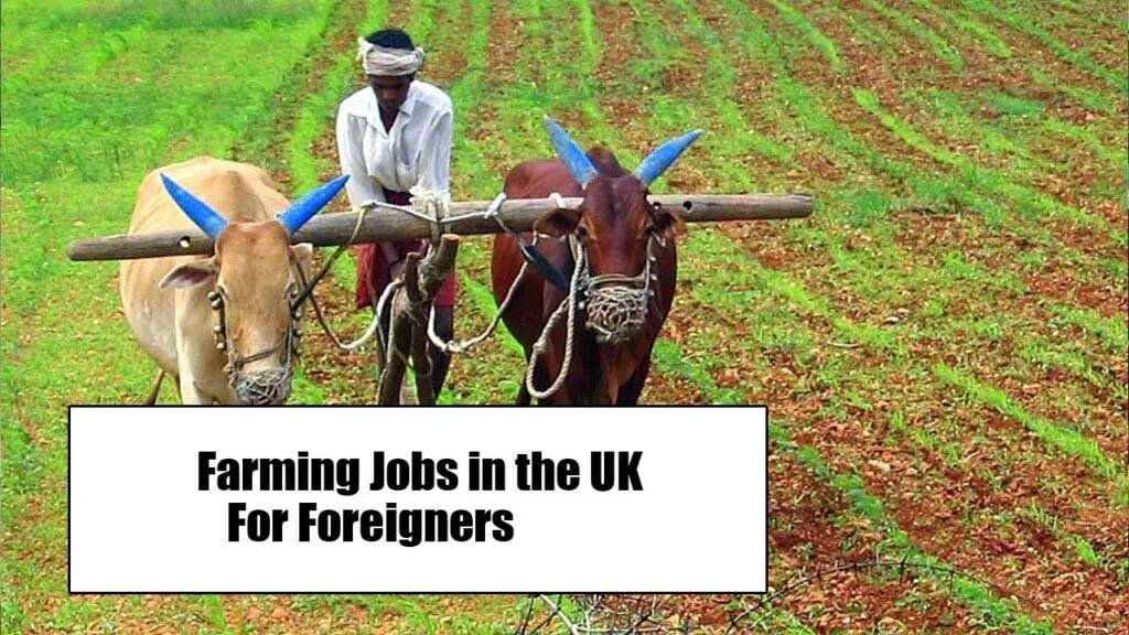 Farming Jobs in the UK For Foreigners