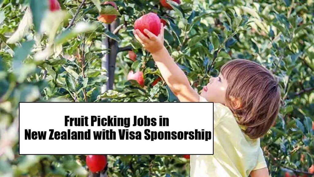 Fruit Picking Jobs in New Zealand with Visa Sponsorship