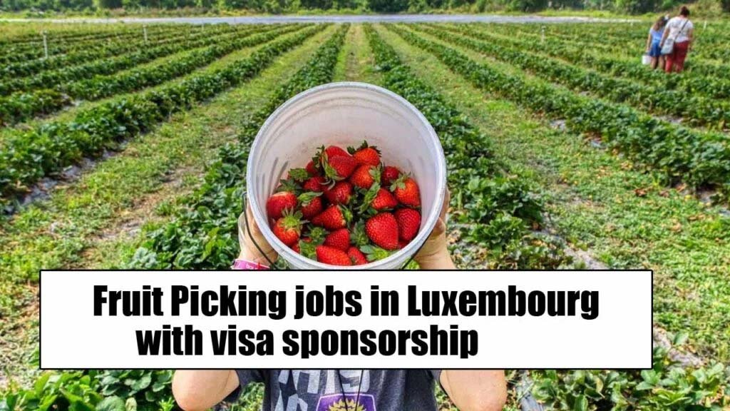 Fruit Picking Jobs In Luxembourg With Visa Sponsorship 2025