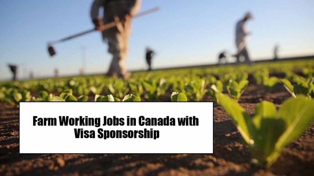 Farm Working Jobs in Canada with Visa Sponsorship 2024 (Apply Online)