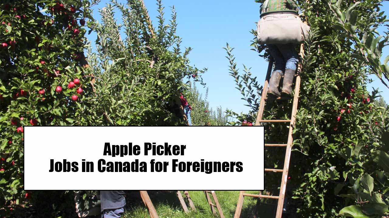 Apple Picker Jobs in Canada for Foreigners