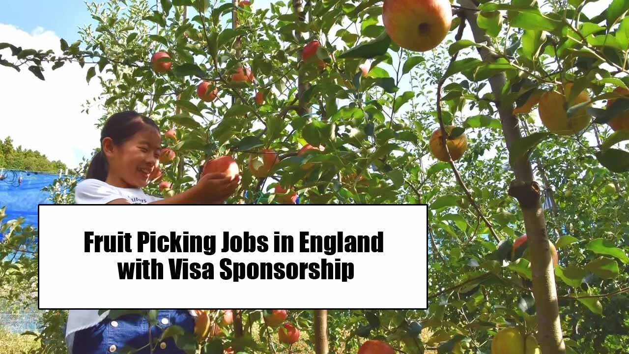 Fruit Picking Jobs in England with Visa Sponsorship