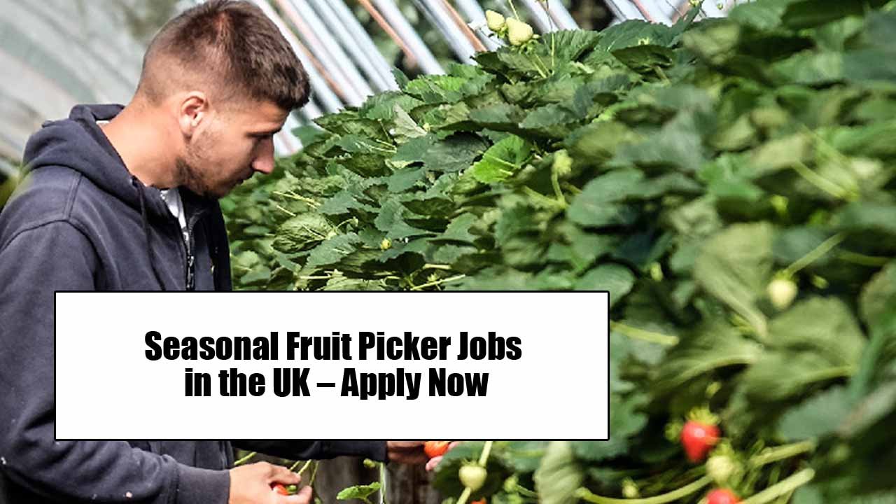 Seasonal Fruit Picker Jobs in the UK – Apply Now