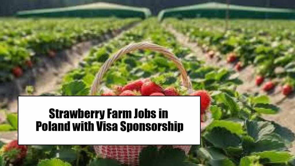 Strawberry Farm Jobs in Poland