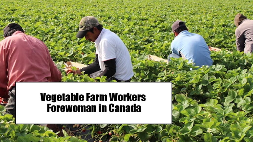 Vegetable Farm Workers Forewoman in Canada (TFWP Visa Sponsorship Available)