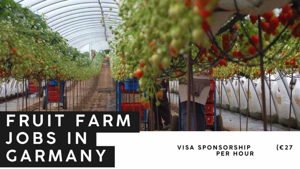 Fruit Farm Jobs in Germany with Visa Sponsorship