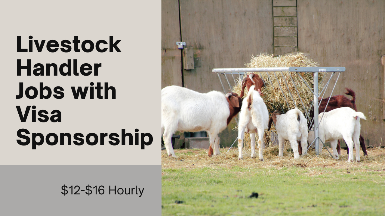 Livestock Handler Jobs in USA