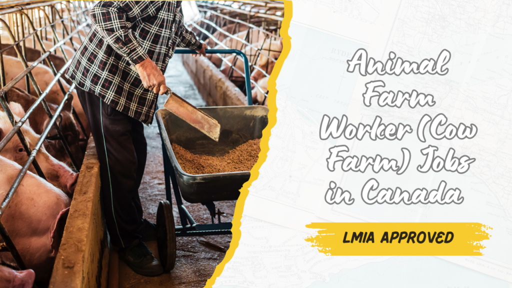 Animal Farm Worker (Cow Farm) Jobs in Canada (LMIA Approved)