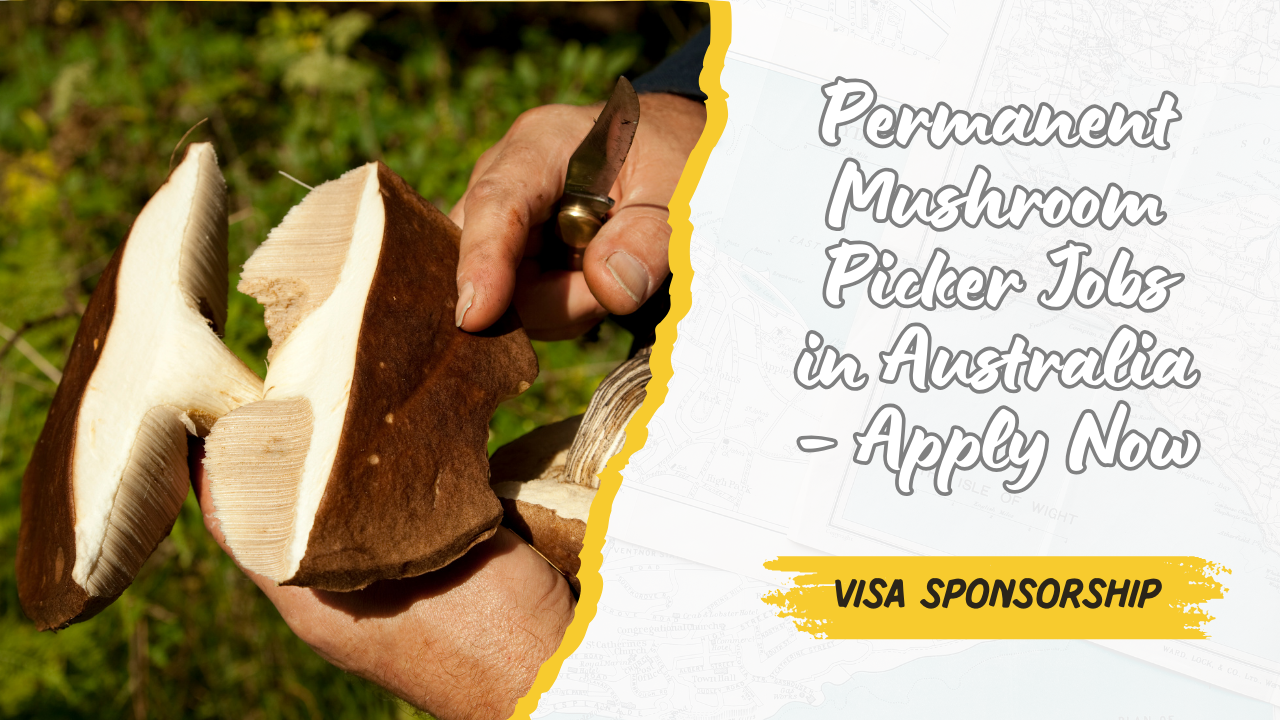 Permanent Mushroom Picker Jobs in Australia with Visa Sponsorship – Apply Now