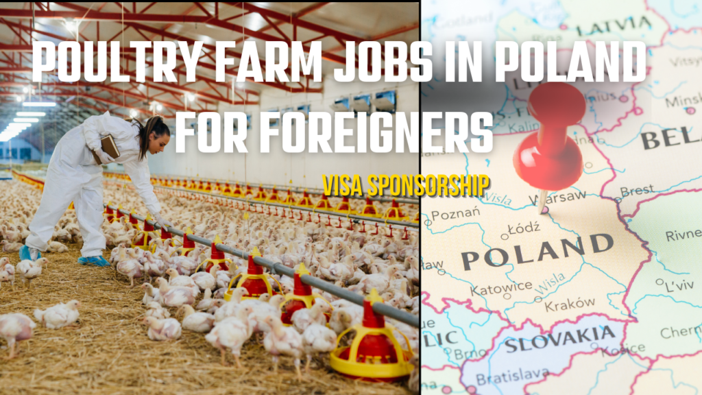 Poultry Farm Jobs in Poland for Foreigners