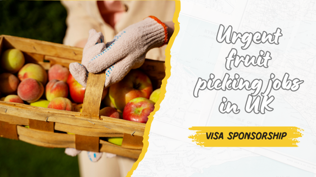 Urgent Fruit picking jobs in UK with visa sponsorship
