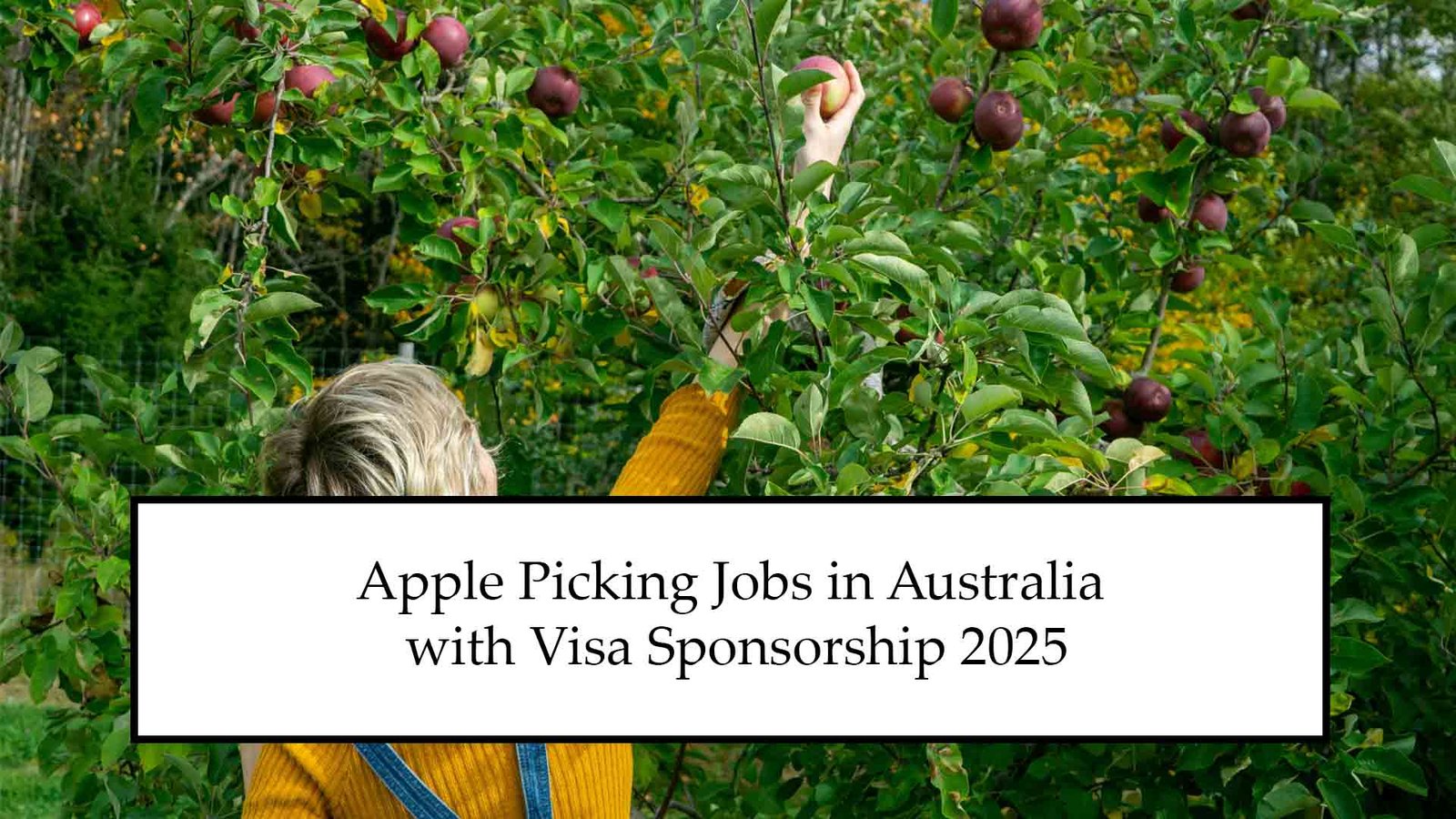 Apple Picking Jobs in Australia with Visa Sponsorship 2025