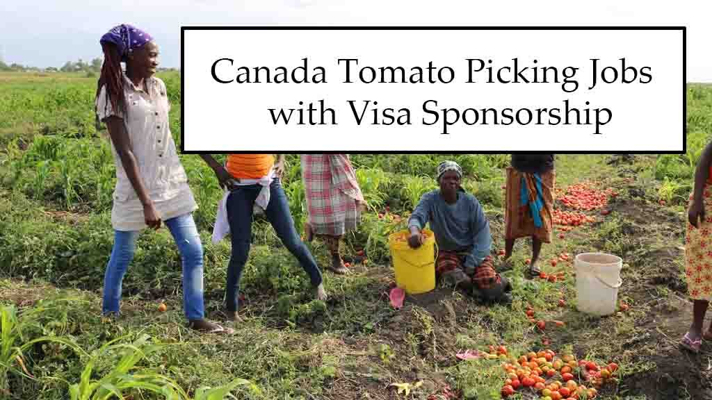 Canada Tomato Picking Jobs 2025 with Visa Sponsorship