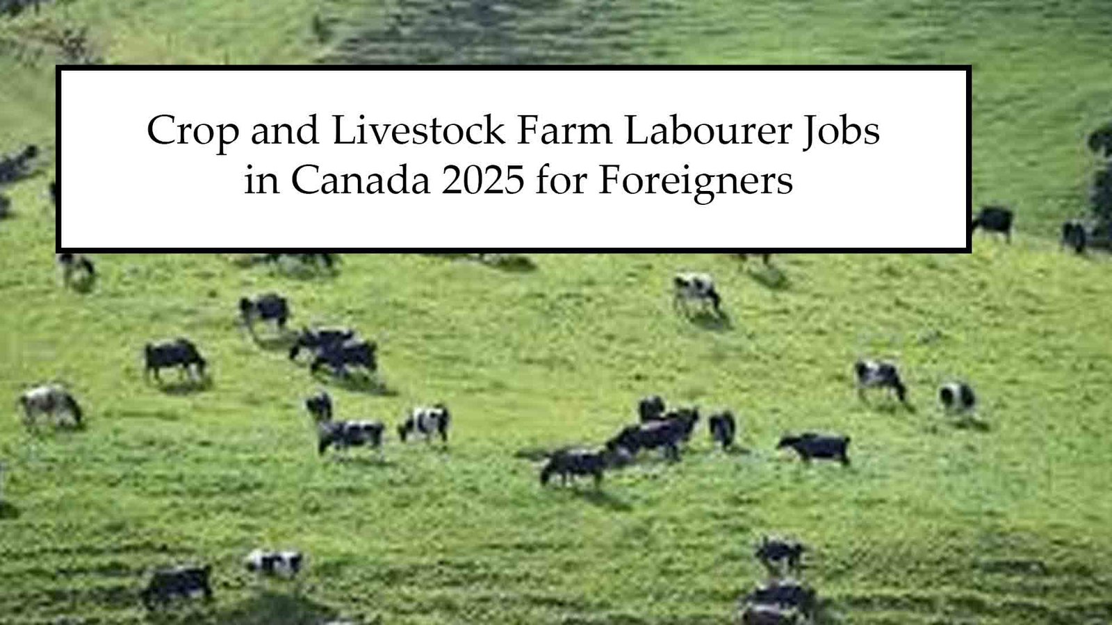 Crop and Livestock Farm Labourer Jobs in Canada 2025 for Foreigners