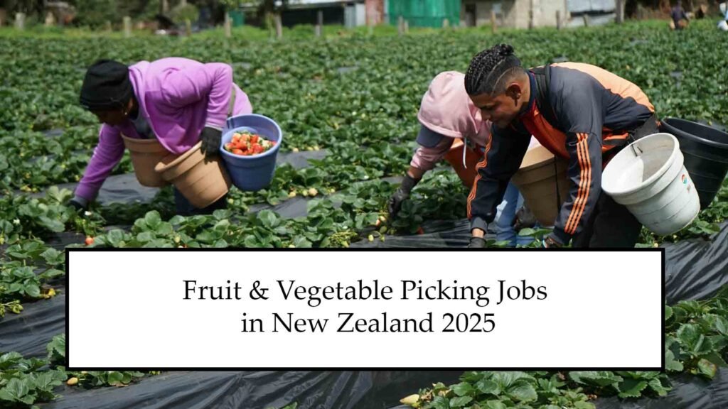 Fruit & Vegetable Picking Jobs in New Zealand 2025
