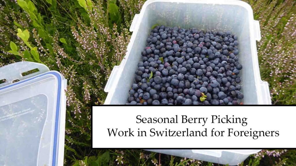 Seasonal Berry Picking Work in Switzerland for Foreigners