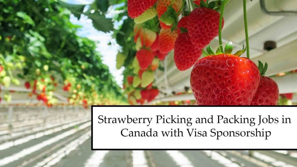 Canada is Hiring: Strawberry Picking and Packing Jobs with Work Visa 2025