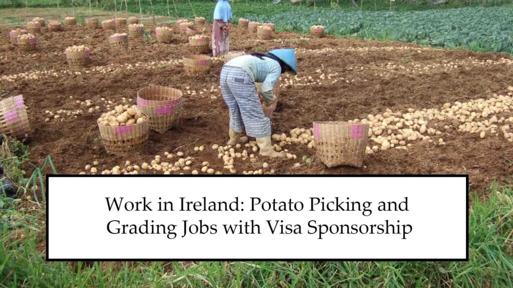 Work in Ireland: 2025 Potato Picking and Grading Jobs with Visa Sponsorship