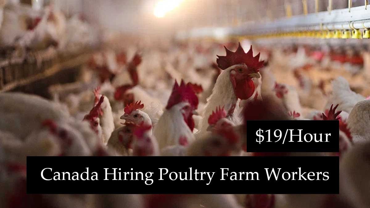 Canada Hiring Poultry Farm Workers – Free Visa & $17/Hour Pay (2025)