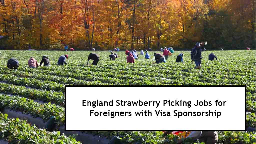 England Strawberry Picking Jobs for Foreigners with Visa Sponsorship