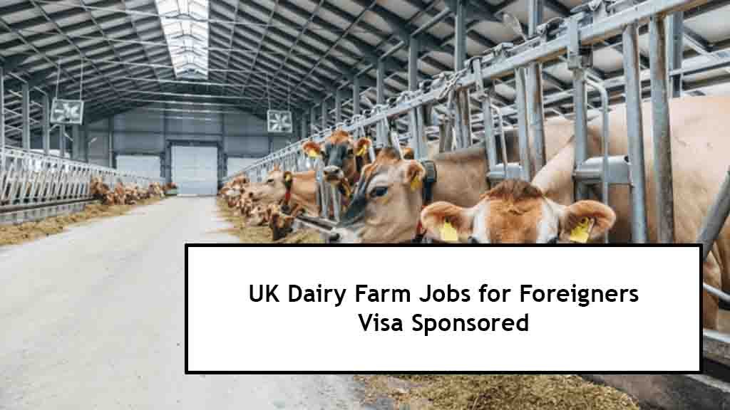 UK Dairy Farm Jobs for Foreigners 2025 – Visa Sponsored Work Opportunities